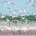Water Sensors - Flock of Flamingos on Lake